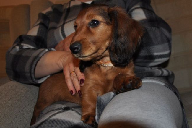 Jamnik d�ugow�osy NAILA